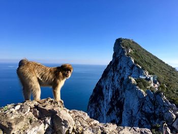 Monkey standing on rock against blue sky