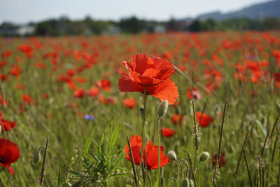 Close-up of red poppy flowers blooming in field