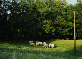 A herd of sheep in the spring