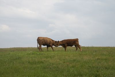 Cow in a field