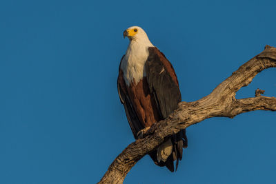 Low angle view of african fish eagle perching on tree against clear blue sky