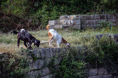 Horses on plants against trees