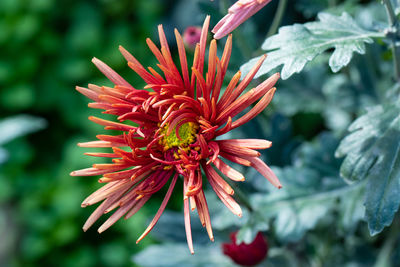 Close-up of red flower