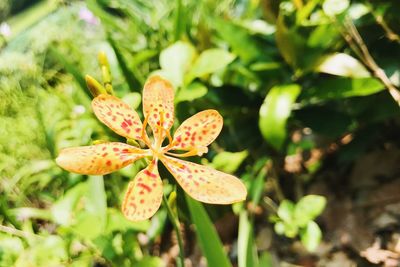 Close-up of flower against blurred background