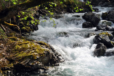 Scenic view of waterfall in forest