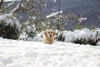 Portrait of white dog on snow covered landscape