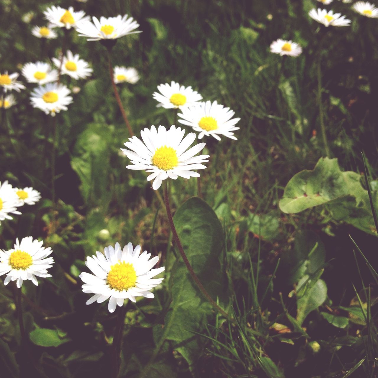 flower, freshness, fragility, daisy, petal, white color, growth, flower head, beauty in nature, blooming, yellow, nature, plant, pollen, high angle view, field, focus on foreground, in bloom, close-up, stem