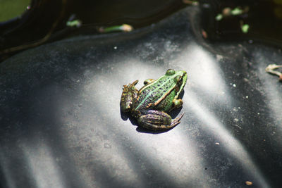 High angle view of frog on plastic