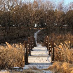 Footpath amidst bare trees during winter