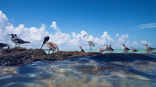 Close-up of birds perching on rock at beach
