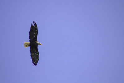 Low angle view of eagle flying against clear blue sky