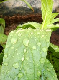 Close-up of water drops on leaves