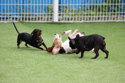 Two dogs running on grassland