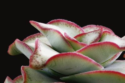 Close-up of succulent plant against black background