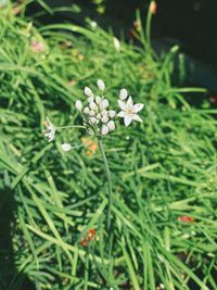 High angle view of white flowering plant on field