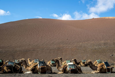 Camel train resting in lanzarote