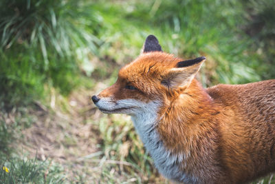 Close-up of a rabbit looking away