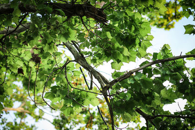 Low angle view of trees