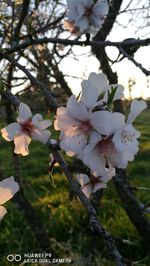 Close-up of apple blossoms in spring