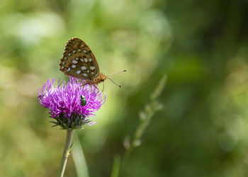 Close-up of butterfly on purple flower