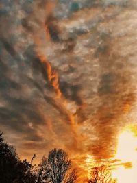 Low angle view of trees against orange sky