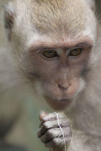 Close-up portrait of monkey