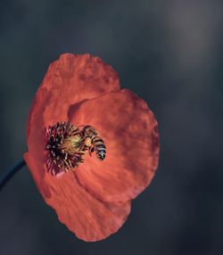 Close-up of insect on red poppy