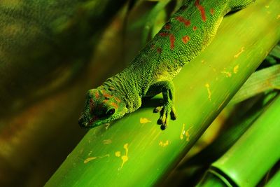 Close-up of lizard on leaf