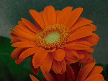 Close-up of orange gerbera daisy