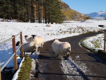 Sheep in a snow