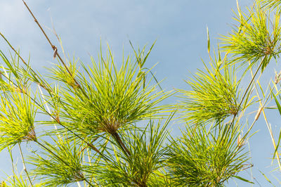 Low angle view of fresh green plants against sky