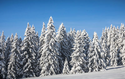 Snow covered pine trees against blue sky