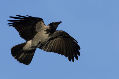 Low angle view of bird flying against clear blue sky