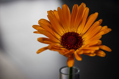 Close-up of orange flower
