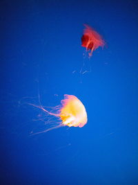 Close-up of jellyfish against blue background