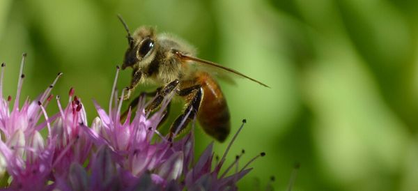 Close-up of bee on flower