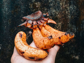 Close-up of hand holding bread