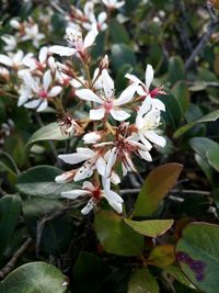 Close-up of apple blossoms in spring