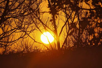 Sun shining through trees during sunset