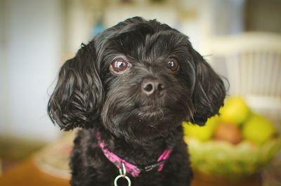 Close-up portrait of a dog