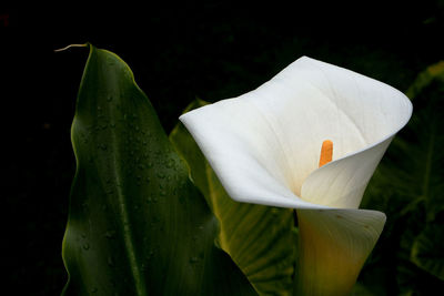 Close-up of white rose flower