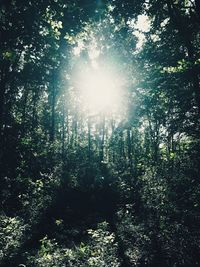 Low angle view of trees in forest