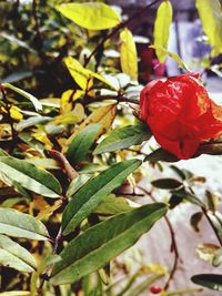 Close-up of red flowers