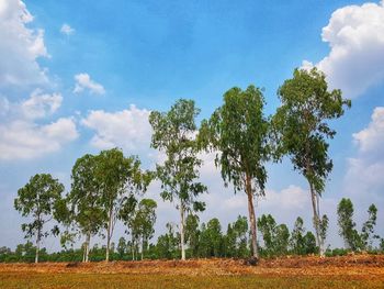 Trees on field against sky