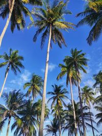 Low angle view of palm trees against sky