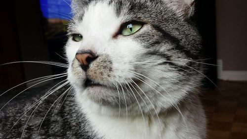 Close-up of cat looking away