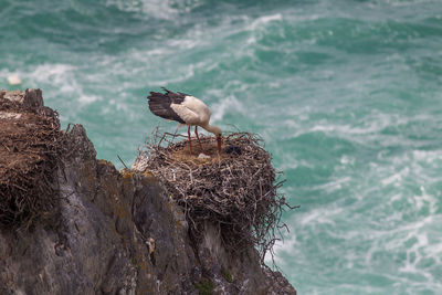 Storks perching on nest over rock against sea