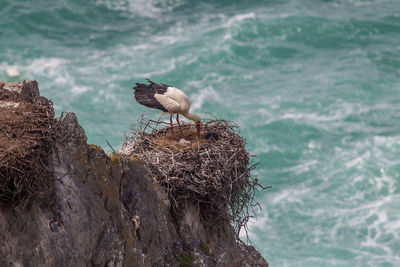 Bird perching on rock