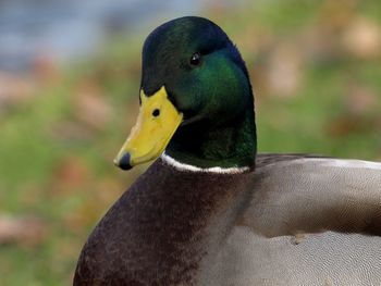 Close-up of duck