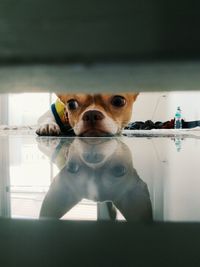 Portrait of dog from underneath door